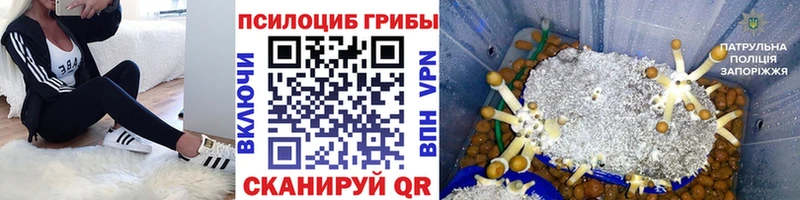 хочу Верхний Тагил Галлюциногенные грибы мицелий
